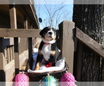 Small Photo #1 Greater Swiss Mountain Dog Puppy For Sale in CLINTON, AR, USA