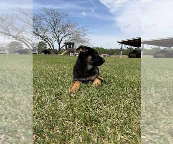 Medium Photo #7 German Shepherd Dog Puppy For Sale in GREENVILLE, NC, USA