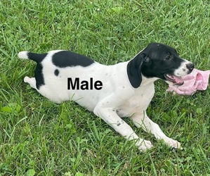 German Shorthaired Pointer Puppy for sale in LEITCHFIELD, KY, USA