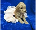 Small Photo #11 Goldendoodle (Miniature) Puppy For Sale in GROVESPRING, MO, USA