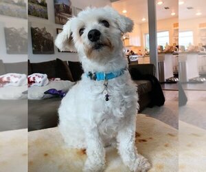 Poodle (Standard) Dogs for adoption in W Hollywood, CA, USA