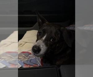 American Staffordshire Terrier-Unknown Mix Dogs for adoption in San Antonio, TX, USA
