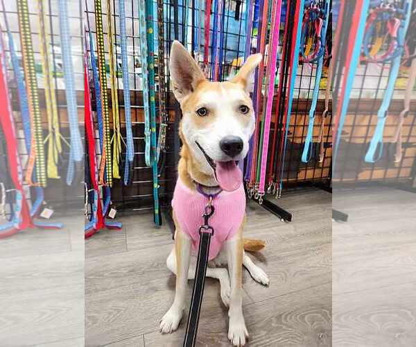 Medium Photo #11 Shiba Inu-Unknown Mix Puppy For Sale in Sheboygan, WI, USA