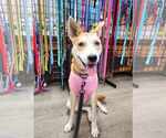 Small #10 Shiba Inu Mix