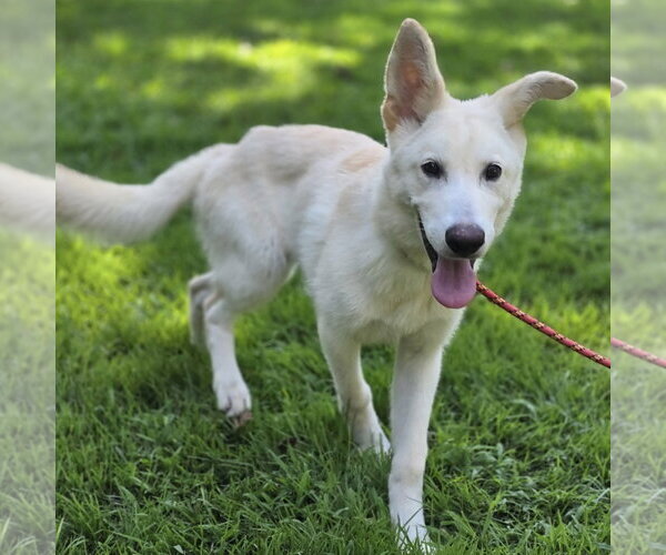 Medium Photo #4 Mutt Puppy For Sale in Yardley, PA, USA