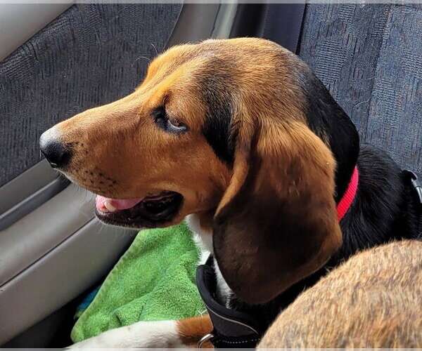Medium Photo #4 Beagle Puppy For Sale in Dunnellon, FL, USA