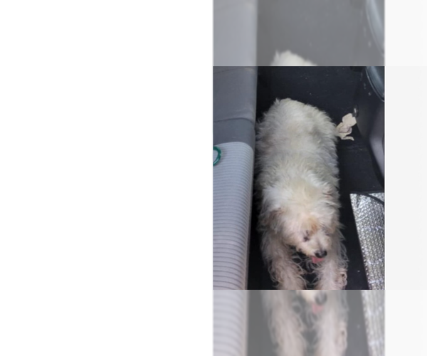 Medium Photo #4 Maltese-Unknown Mix Puppy For Sale in Brewster, NY, USA