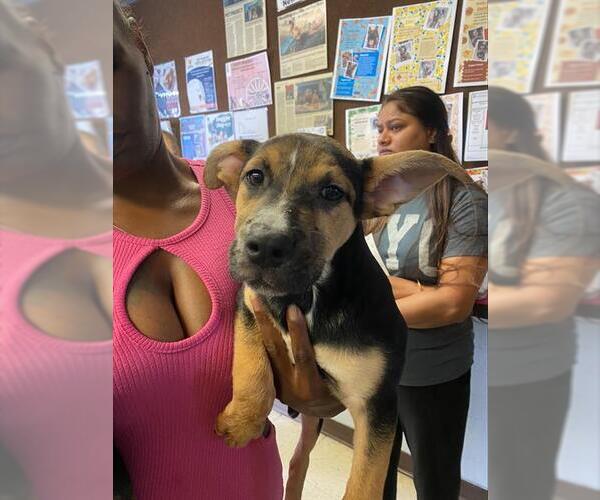 Medium Photo #1 German Shepherd Dog Puppy For Sale in Stockton, CA, USA