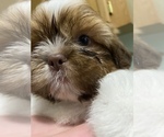 Small Photo #49 Shih Tzu Puppy For Sale in VENETA, OR, USA
