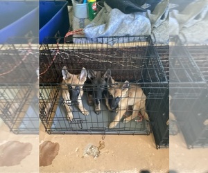 German Shepherd Dog Puppy for sale in PALMDALE, CA, USA