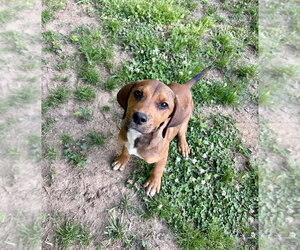 Mutt Dogs for adoption in Boston, MA, USA