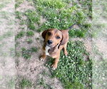 Small Mutt