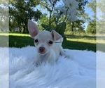 Small Photo #5 Chihuahua Puppy For Sale in HOUSTON, TX, USA