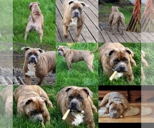 Father of the American Bully puppies born on 03/06/2023