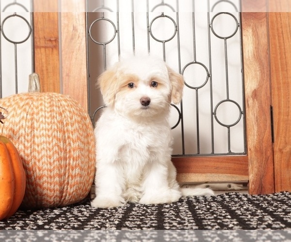 Medium Photo #1 Maltipoo Puppy For Sale in NAPLES, FL, USA