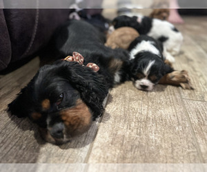 Father of the Cavalier King Charles Spaniel puppies born on 07/21/2025