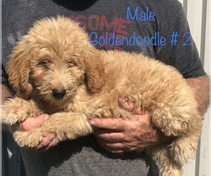 Goldendoodle Puppy for sale in CLINTON, MO, USA