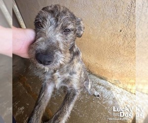 Airedale Terrier-Unknown Mix Dogs for adoption in Washington, DC, USA