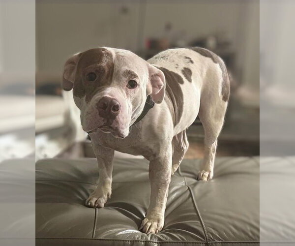 Medium Photo #2 American Pit Bull Terrier-Bull Terrier Mix Puppy For Sale in Holly Springs, NC, USA