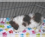 Small Photo #11 Poochon Puppy For Sale in ORO VALLEY, AZ, USA