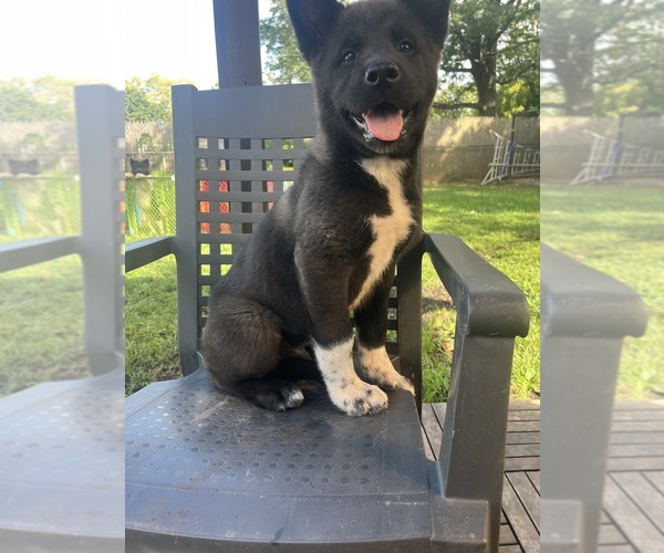 Medium Photo #2 Akita Puppy For Sale in SOMERSET, NJ, USA