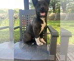 Small #1 Akita
