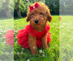 Small #29 Goldendoodle mix (+ Poodle Miniature)