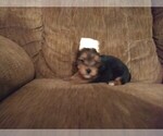 Small Photo #1 Yorkshire Terrier Puppy For Sale in WINSTON SALEM, NC, USA