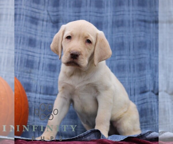 Medium Photo #2 Labrador Retriever Puppy For Sale in ELLIOTTSBURG, PA, USA