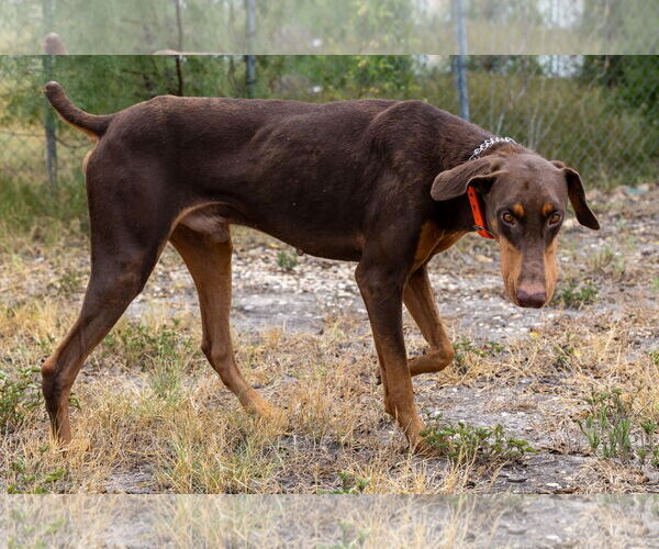 Medium Photo #3 Doberman Pinscher Puppy For Sale in Devine, TX, USA