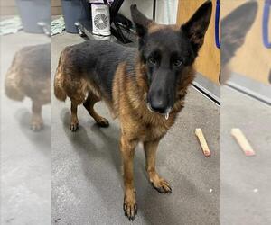 German Shepherd Dog Dogs for adoption in Forestville, MD, USA