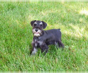 Schnauzer (Miniature) Puppy for sale in SYRACUSE, IN, USA