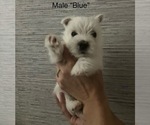Small #5 West Highland White Terrier
