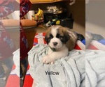 Puppy Puppy 3 yellow Saint Bernard