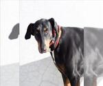 Small #2 Doberman Pinscher