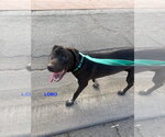 Small #1 Labrador Retriever Mix