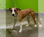 Small #2 Mutt
