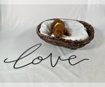 Small Photo #32 Goldendoodle Puppy For Sale in ABILENE, TX, USA