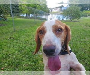 Beagle Dogs for adoption in Tampa, FL, USA