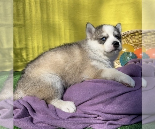 Medium Photo #18 Siberian Husky Puppy For Sale in DEARBORN, MO, USA