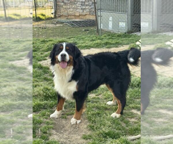 Medium Photo #1 Bernese Mountain Dog Puppy For Sale in SIGNAL MOUNTAIN, TN, USA
