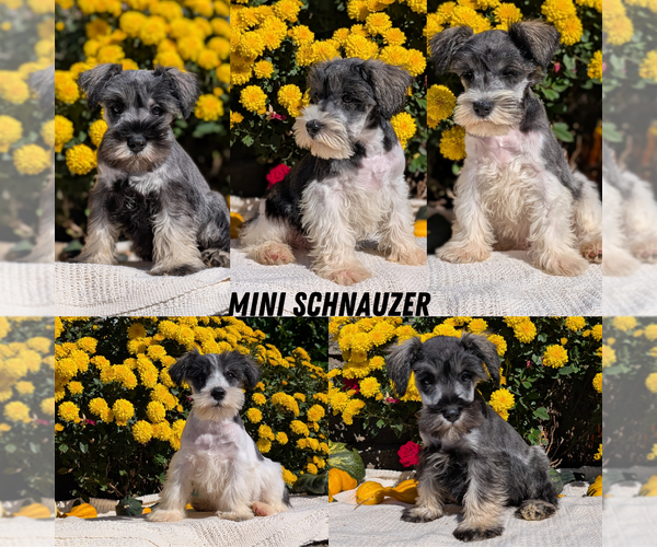 Medium Photo #47 Schnauzer (Miniature) Puppy For Sale in GOSHEN, IN, USA