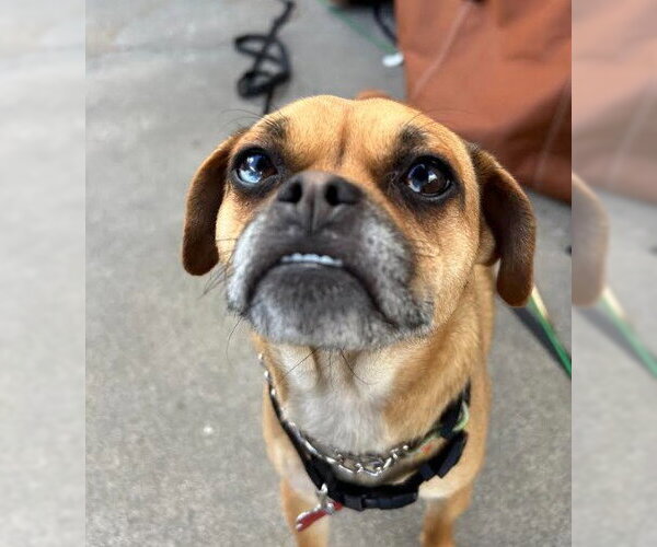Medium Photo #2 Puggle Puppy For Sale in San Diego, CA, USA