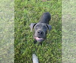 Small Labrador Retriever Mix