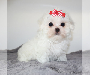 Maltese Puppy for sale in LOS ANGELES, CA, USA