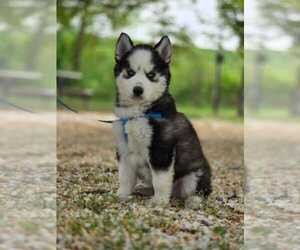 Siberian Husky Puppy for sale in HARTFORD, CT, USA
