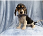 Small #7 Beagle