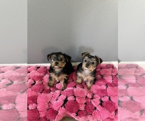 Yorkshire Terrier Litter for sale in SPRINGDALE, AR, USA