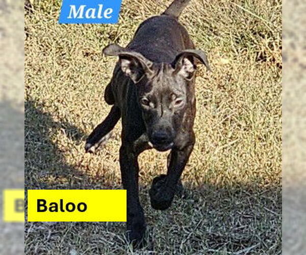 Medium Photo #3 Pug-Whippet Mix Puppy For Sale in Sheboygan, WI, USA