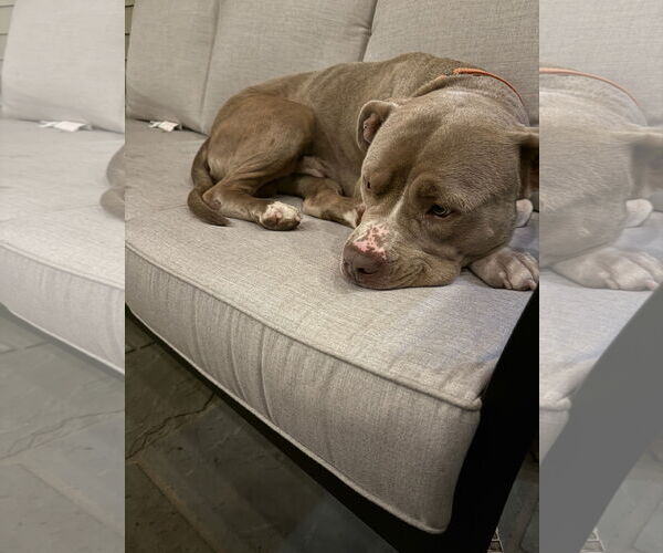 Medium Photo #6 American Pit Bull Terrier Puppy For Sale in Alexandria, VA, USA